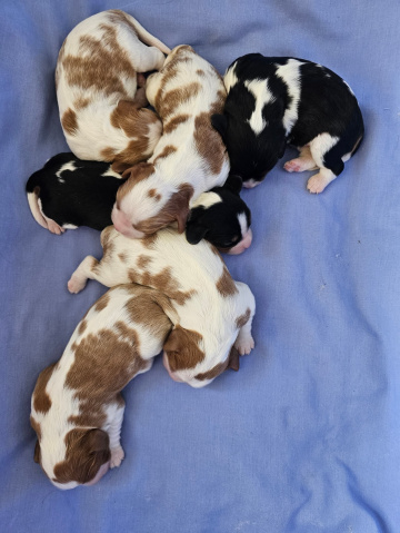 Gallery - Shwe Rose Cavoodles