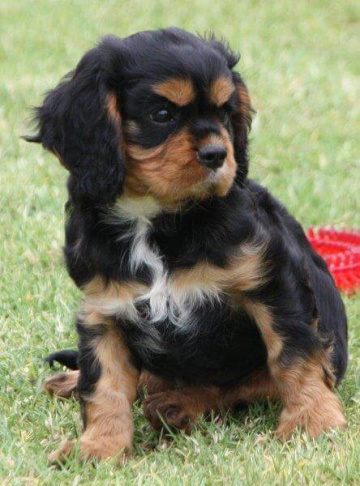 Gallery - Shwe Rose Cavoodles