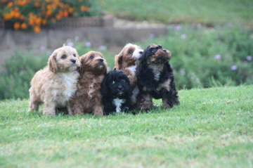 Gallery - Shwe Rose Cavoodles