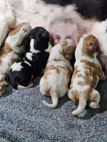 Gallery - Shwe Rose Cavoodles