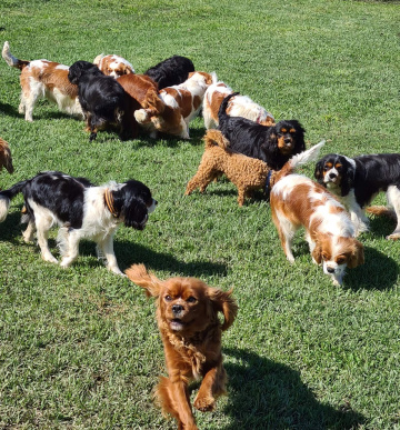 Gallery - Shwe Rose Cavoodles