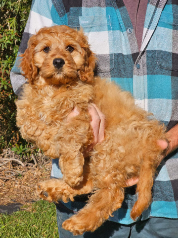 Gallery - Shwe Rose Cavoodles