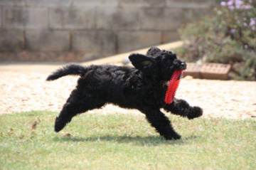 Gallery - Shwe Rose Cavoodles