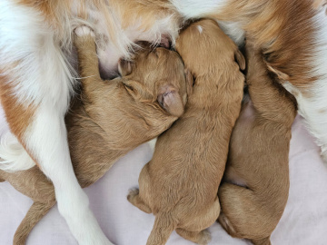 Gallery - Shwe Rose Cavoodles