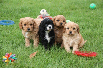 Gallery - Shwe Rose Cavoodles