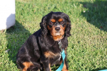 Gallery - Shwe Rose Cavoodles