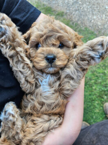 Gallery - Shwe Rose Cavoodles