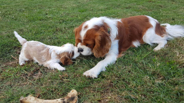 Gallery - Shwe Rose Cavoodles